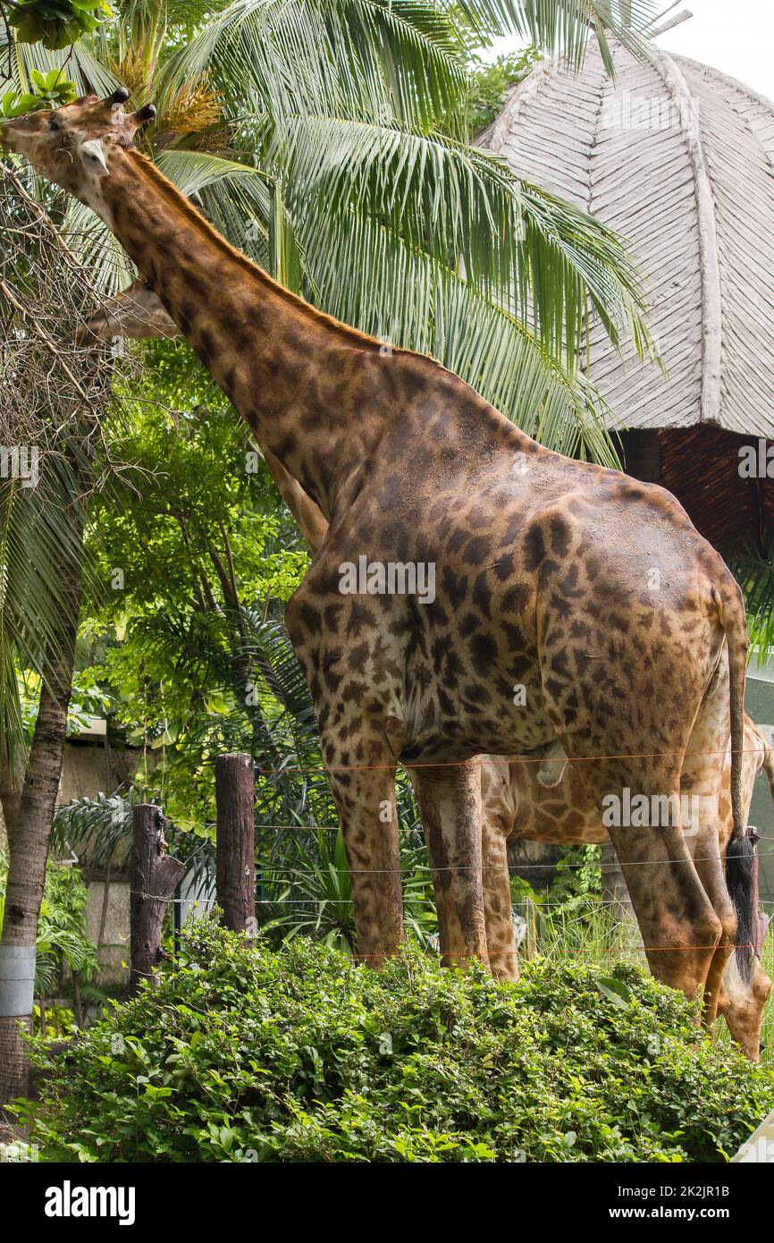 Giraffes in the zoo eat the leaves Is an animal that is tall, long legs, long neck with 1 pair