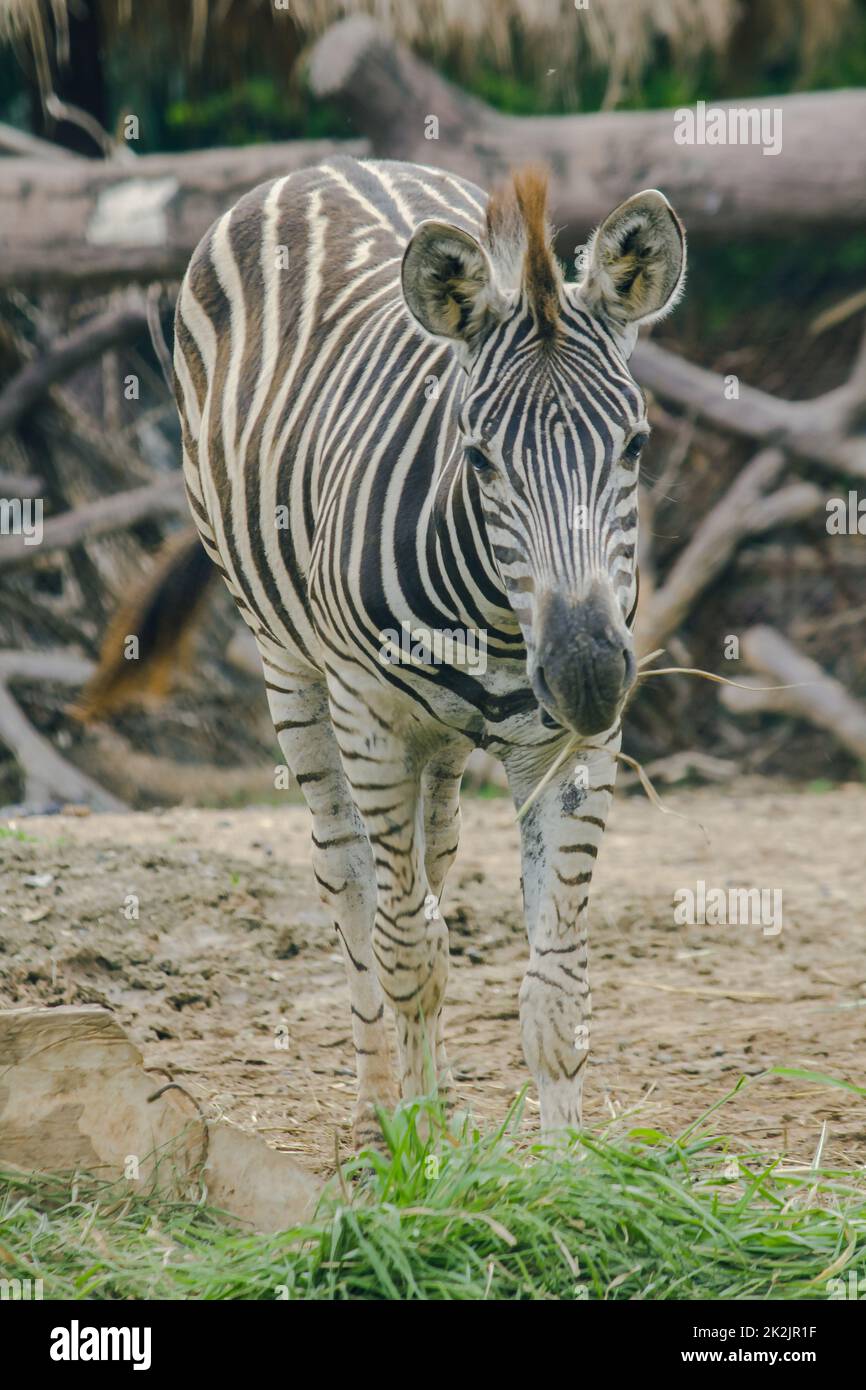 ZEBRA in the zoo eating grass. Zebras are classified as mammals Stock