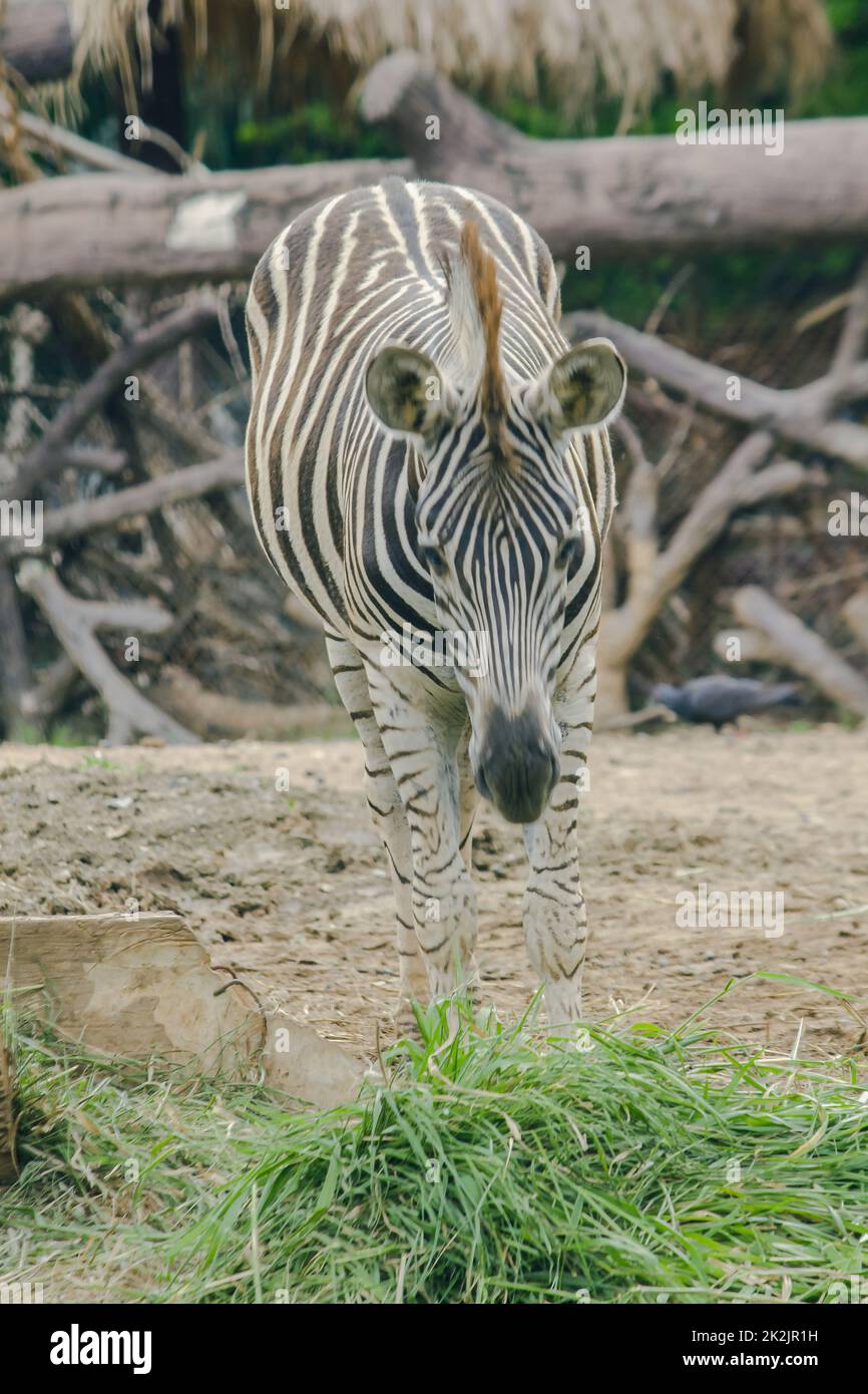 ZEBRA in the zoo eating grass. Zebras are classified as mammals Stock