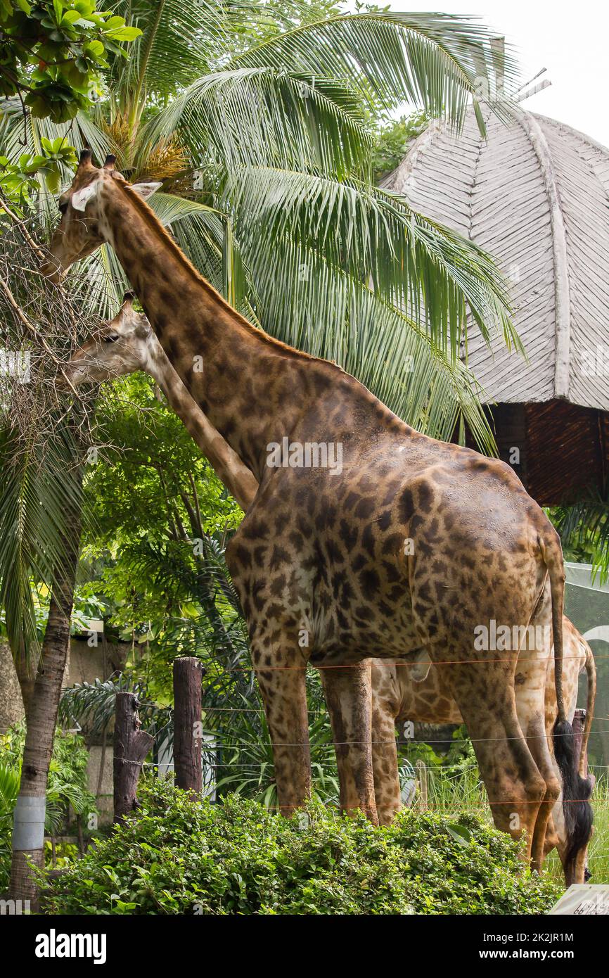 Giraffes in the zoo eat the leaves Is an animal that is tall, long legs, long neck with 1 pair of horns Stock Photo