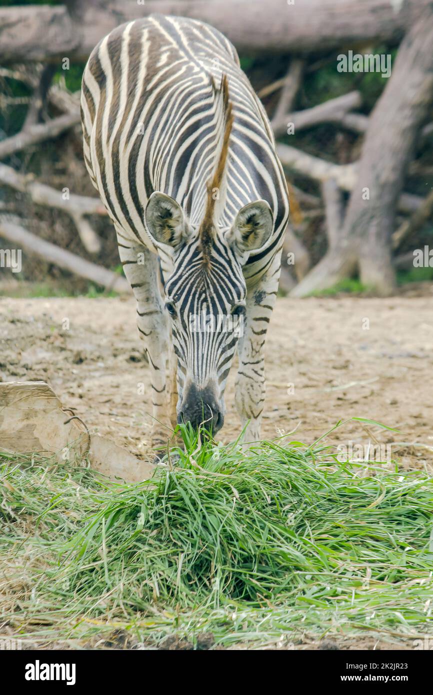 ZEBRA in the zoo eating grass. Zebras are classified as mammals Stock