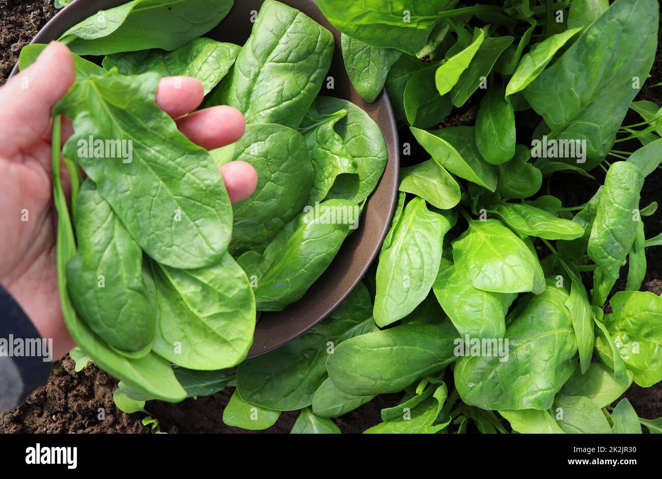 Farmer in the garden harvesting spinach, fresh farm vegetable, harvest