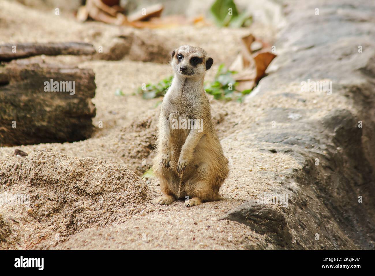 Meerkat has a small body size. Is a mammal Meerkat is a vigilant guard, standing and sitting, watching his eyes, looking for enemies to escape. Stock Photo