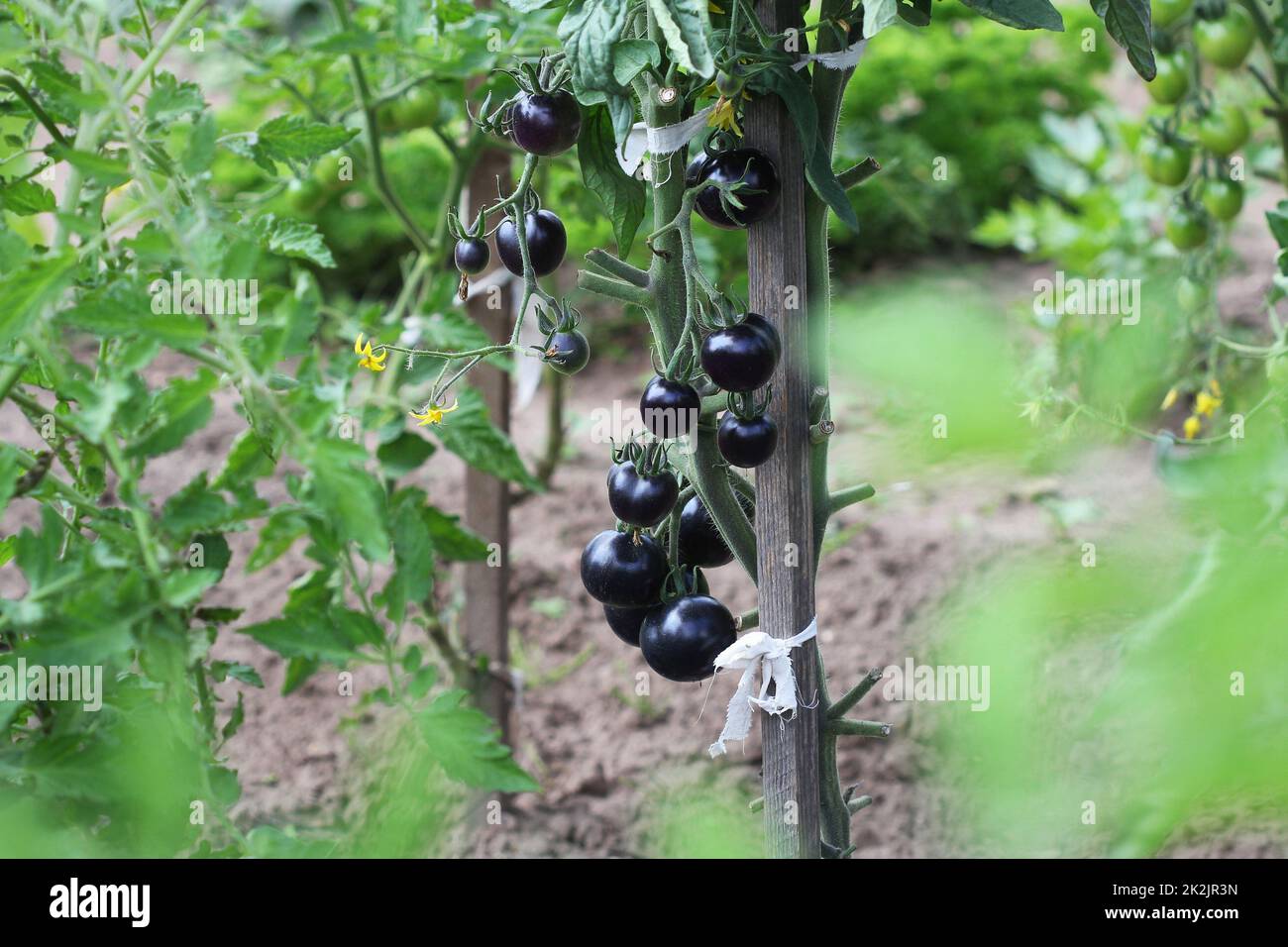 Black tomatoes on a branch in the garden. Indigo rose tomato Stock ...