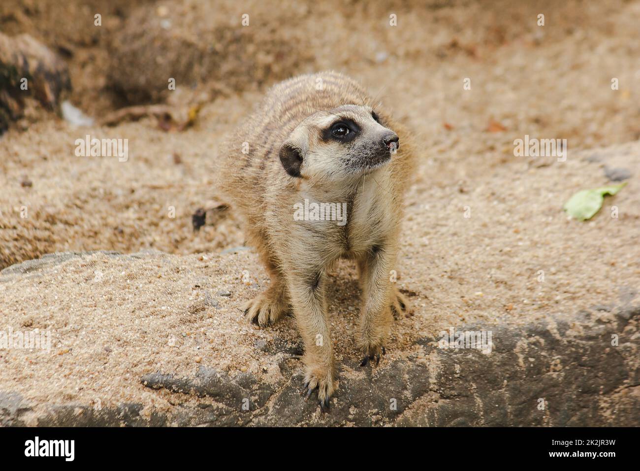 Meerkat has a small body size. Is a mammal Meerkat is a vigilant guard, standing and sitting, watching his eyes, looking for enemies to escape. Stock Photo