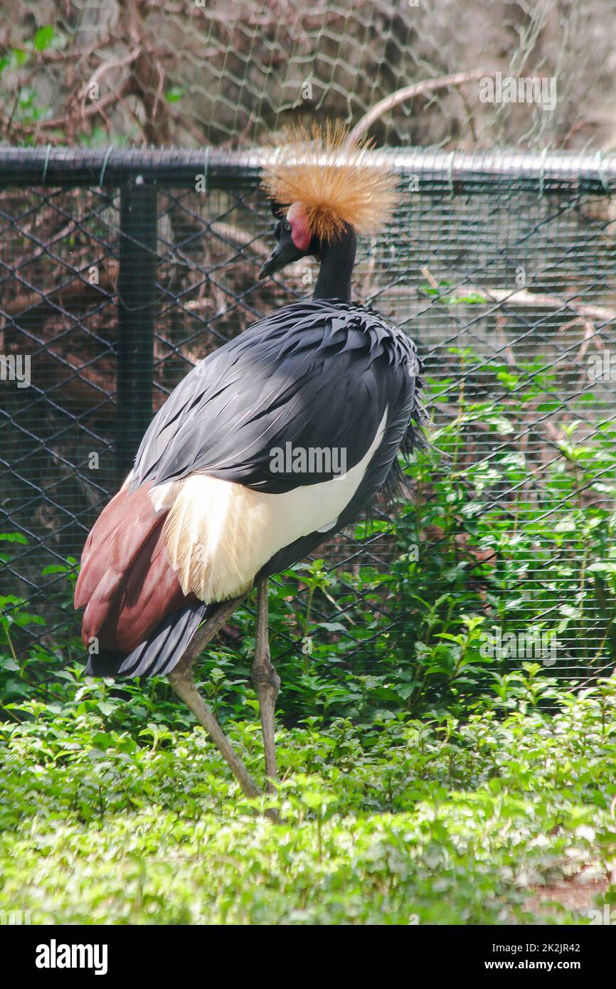 Black Crowned Crane is a bird in the crane family. Found in Savannah grasslands in Africa, south of the Sahara Desert. Stock Photo