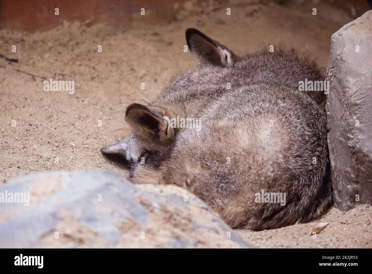 Bat-eared fox is sleeping as a small fox Is a carnivore Stock Photo