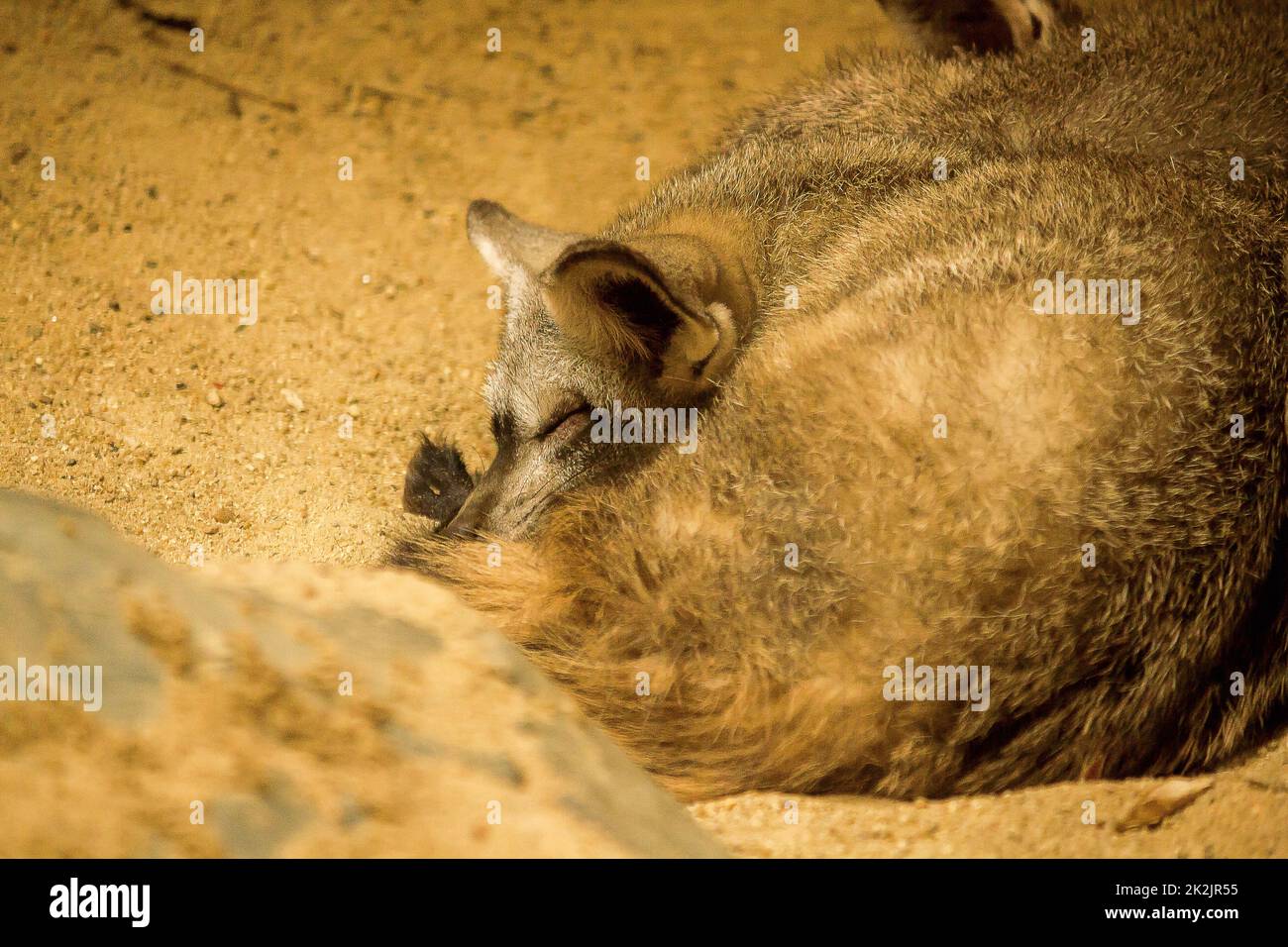 Bat-eared fox is sleeping as a small fox Is a carnivore Stock Photo