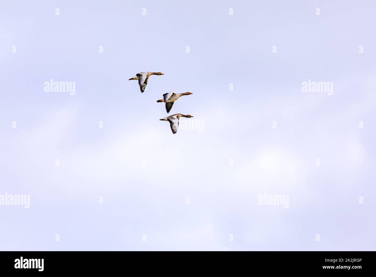 Three distinctive ducks in complete synchronous flight in a formation Stock Photo