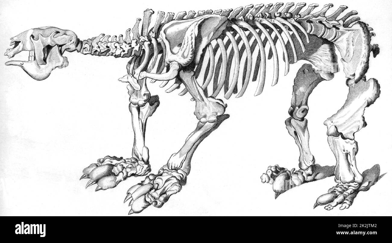 Animal skeleton engraving hi-res stock photography and images - Alamy Animal skeleton engraving hi-res stock photography and images - Alamy