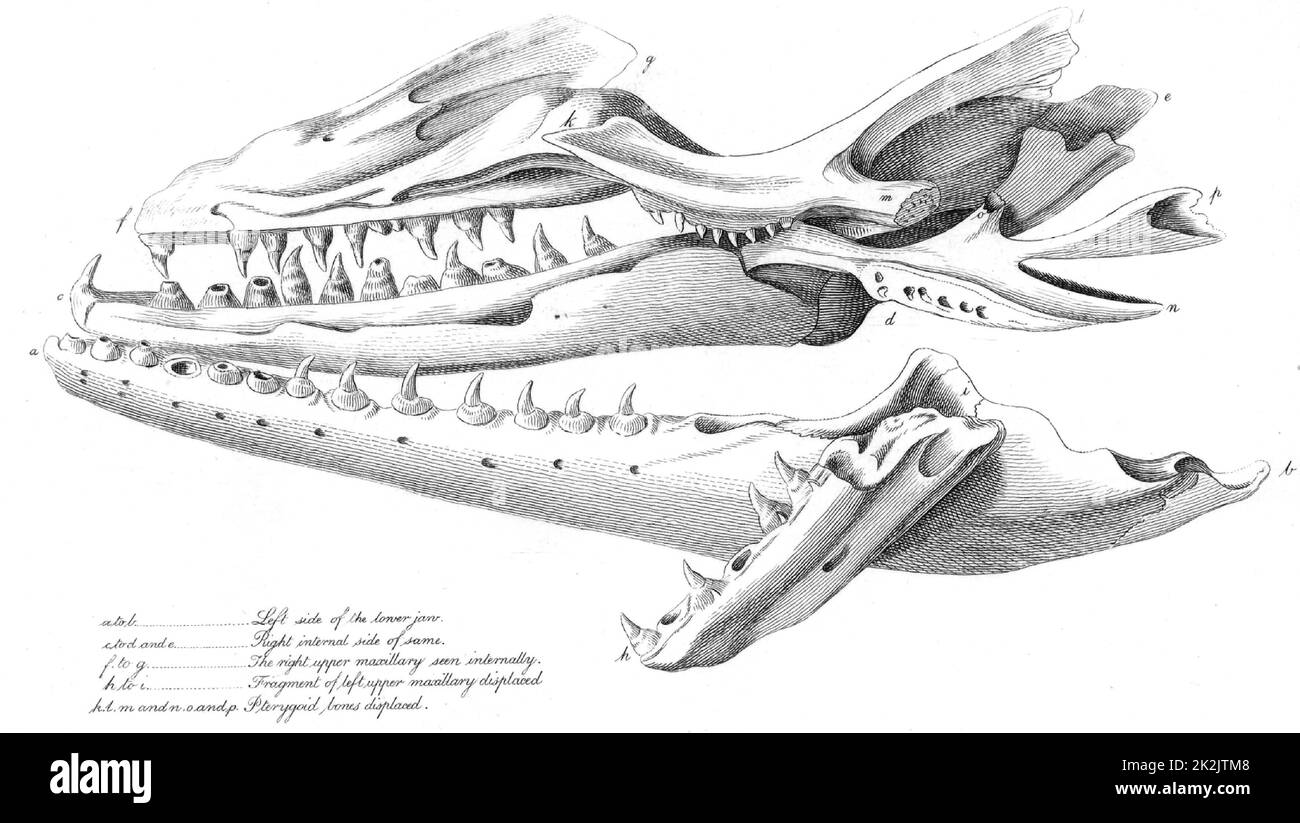 Huge skull hi-res stock photography and images - Alamy, image size:1300x823