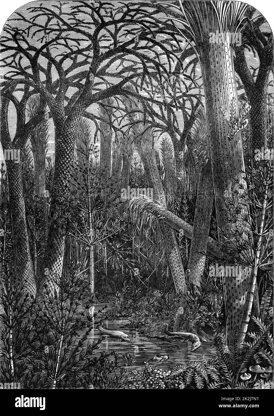 Artist's reconstruction of a forest during the Carboniferous period. From 'Science for All' by Robert Brown (London, c.1880). Engraving Stock Photo