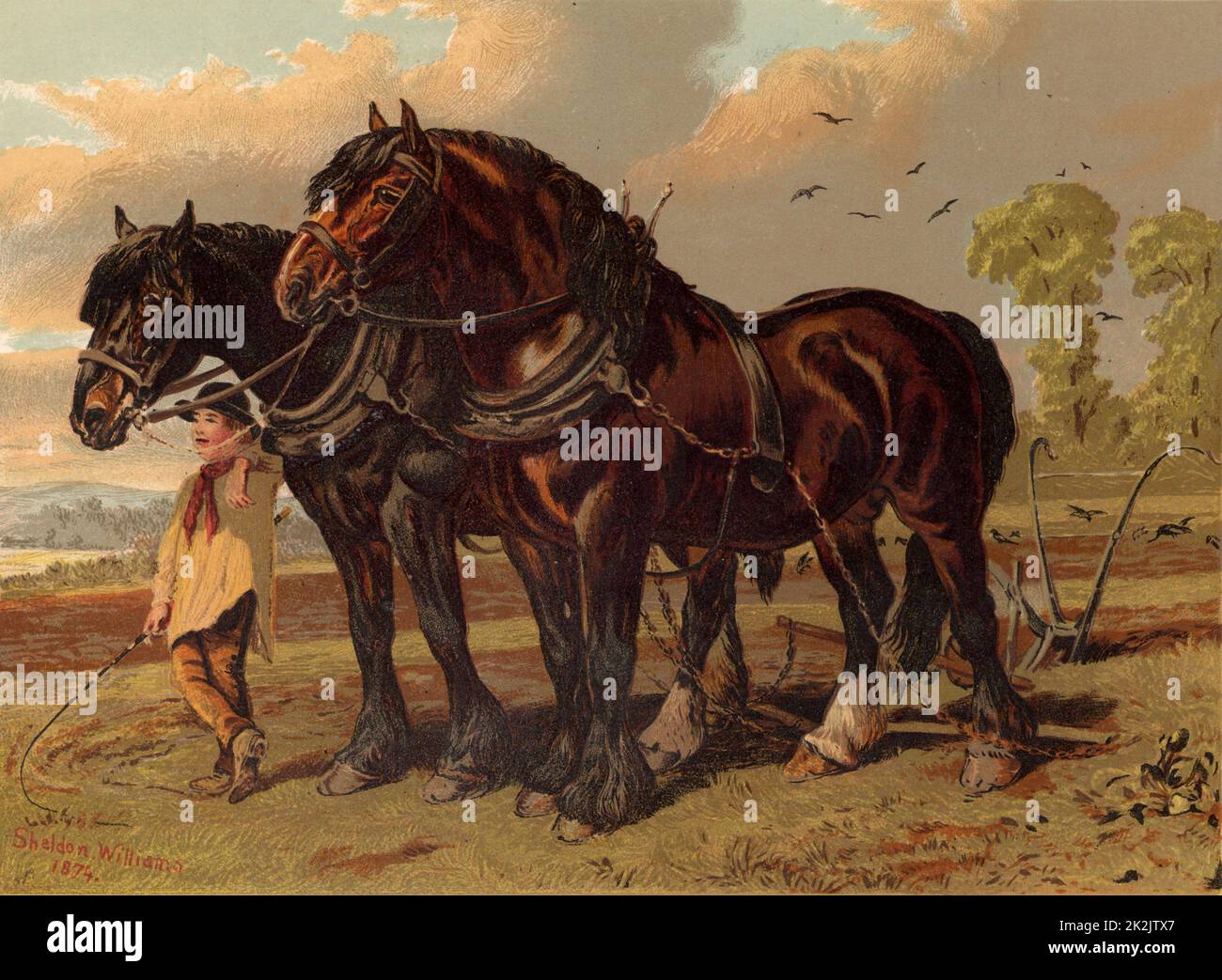 Clydesdale stallion and mare harnessed to the plough with ploughboy in