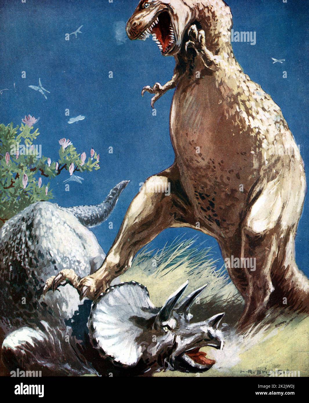Triceratops, a horned dinosaur, held down by Tyrannosaur. Artist's reconstruction of fight between two giant reptiles of the Mesozoic Era (225,000,000 -65,000,000 years ago) published c1920 Stock Photo