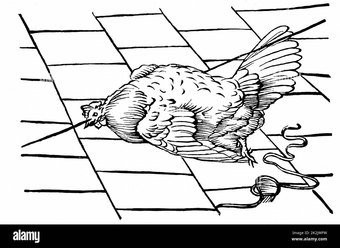 Experimentum Mirabile. From Athanasius Kircher 'Physiologia Kircheriana', 1680. Chicken hypnotised by beak being place on a line. Woodcut Stock Photo