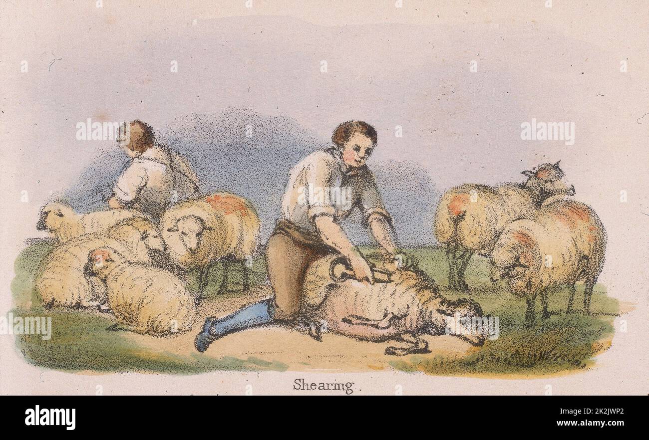 Shearing sheep. From 