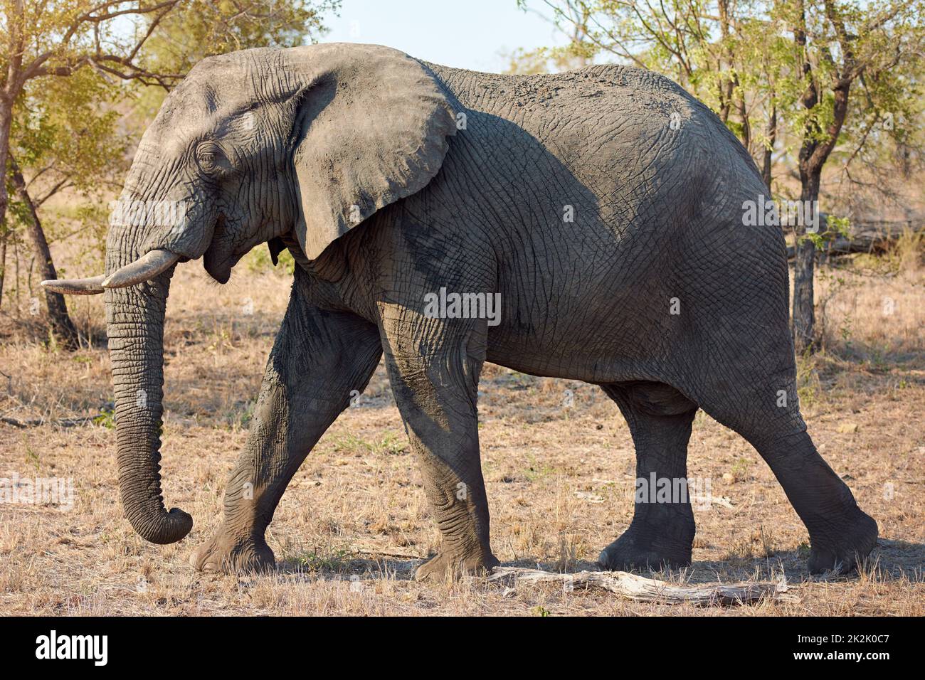 Thunderous footsteps. Full length shot of an elephant in the wild. Stock Photo