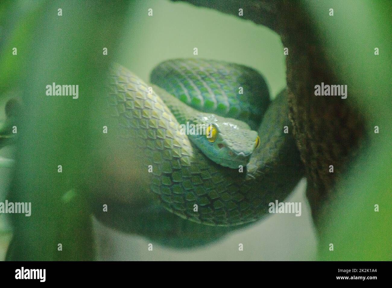 Mangrove pit viper is a venomous snake. Severe poisoning and fast bite Hunt for prey at night Stock Photo