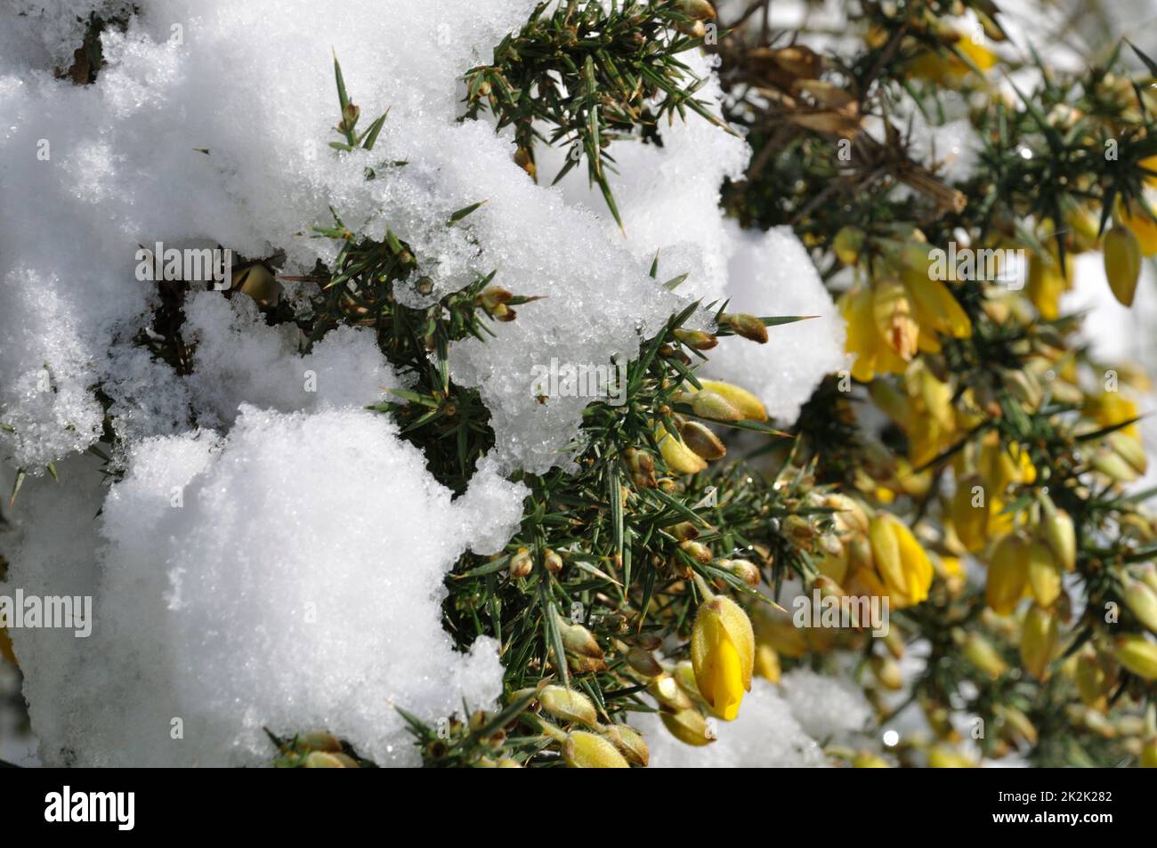 gorse branches covered in snow Stock Photo