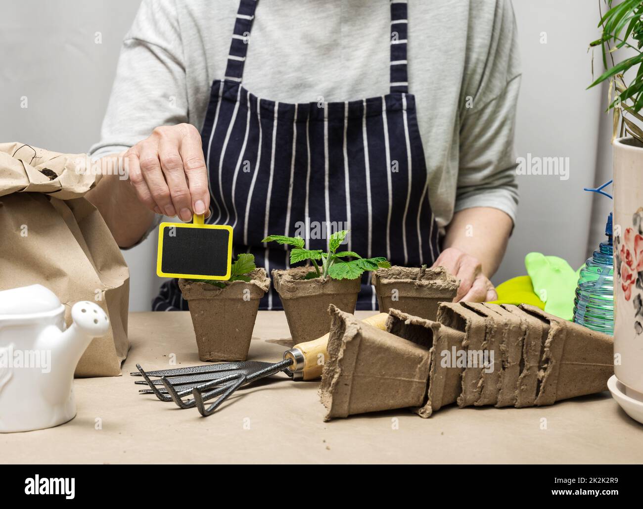 A woman at home is planting plants in a paper cup. Growing vegetables ...