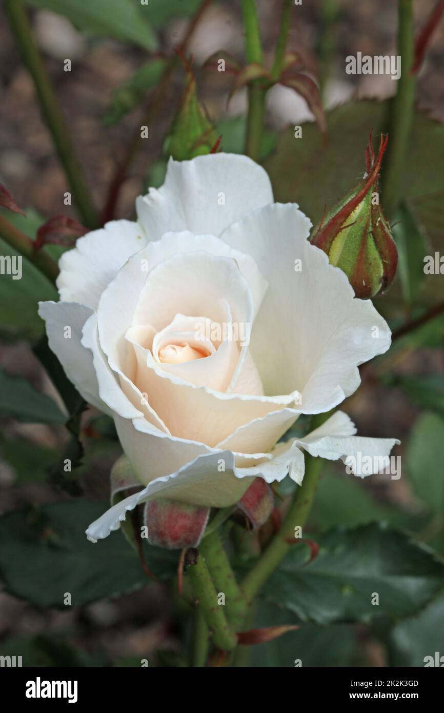White rose flower in close up Stock Photo - Alamy