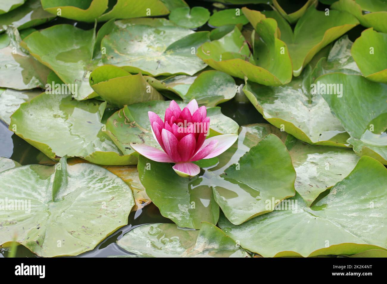 Pink water lily flower Stock Photo Alamy