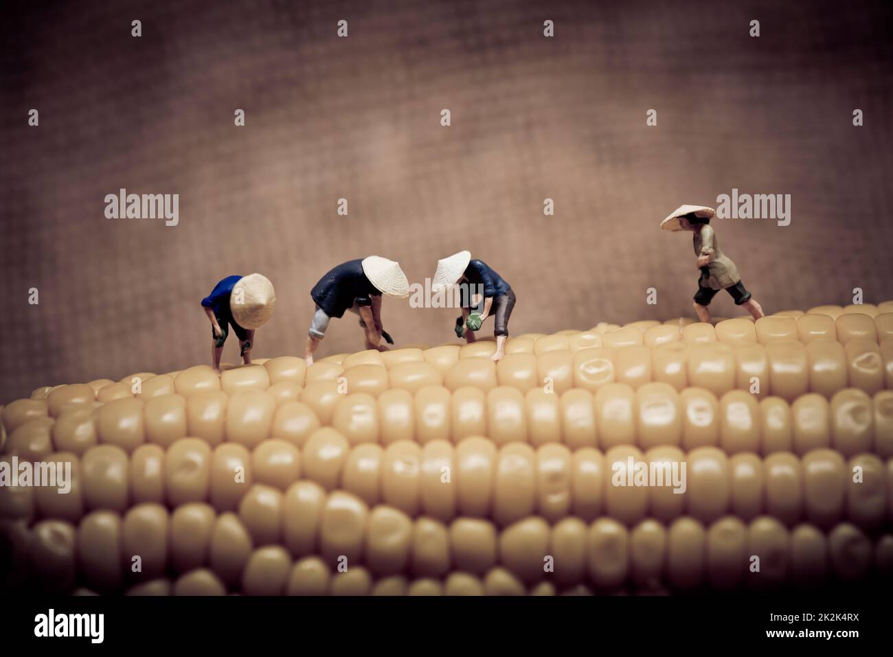 Asian peasants harvesting corn. Color tone tuned. Stock Photo