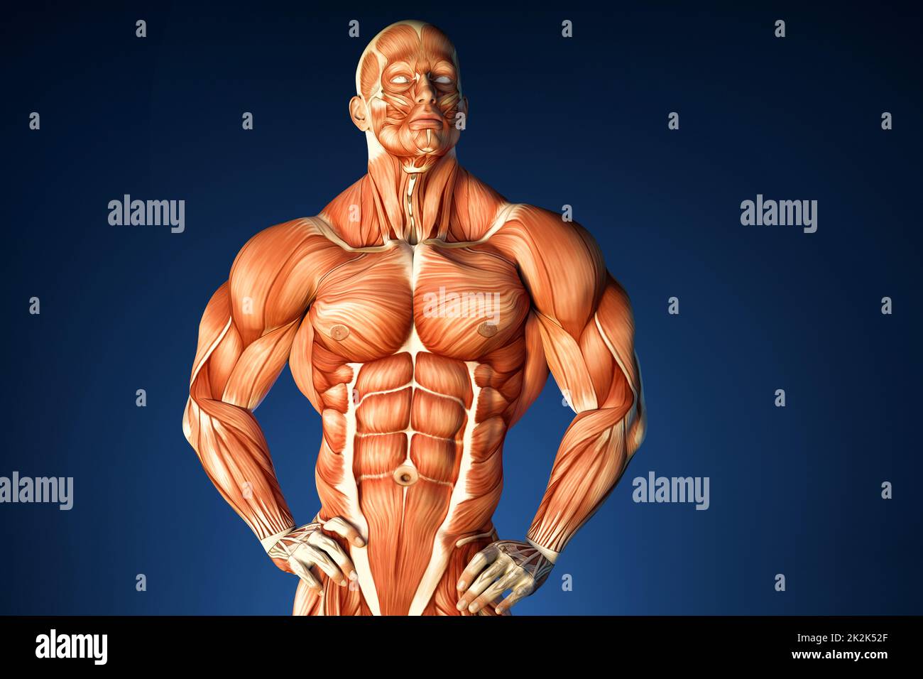 Bodybuilder anatomy. Contains clipping path Stock Photo Alamy