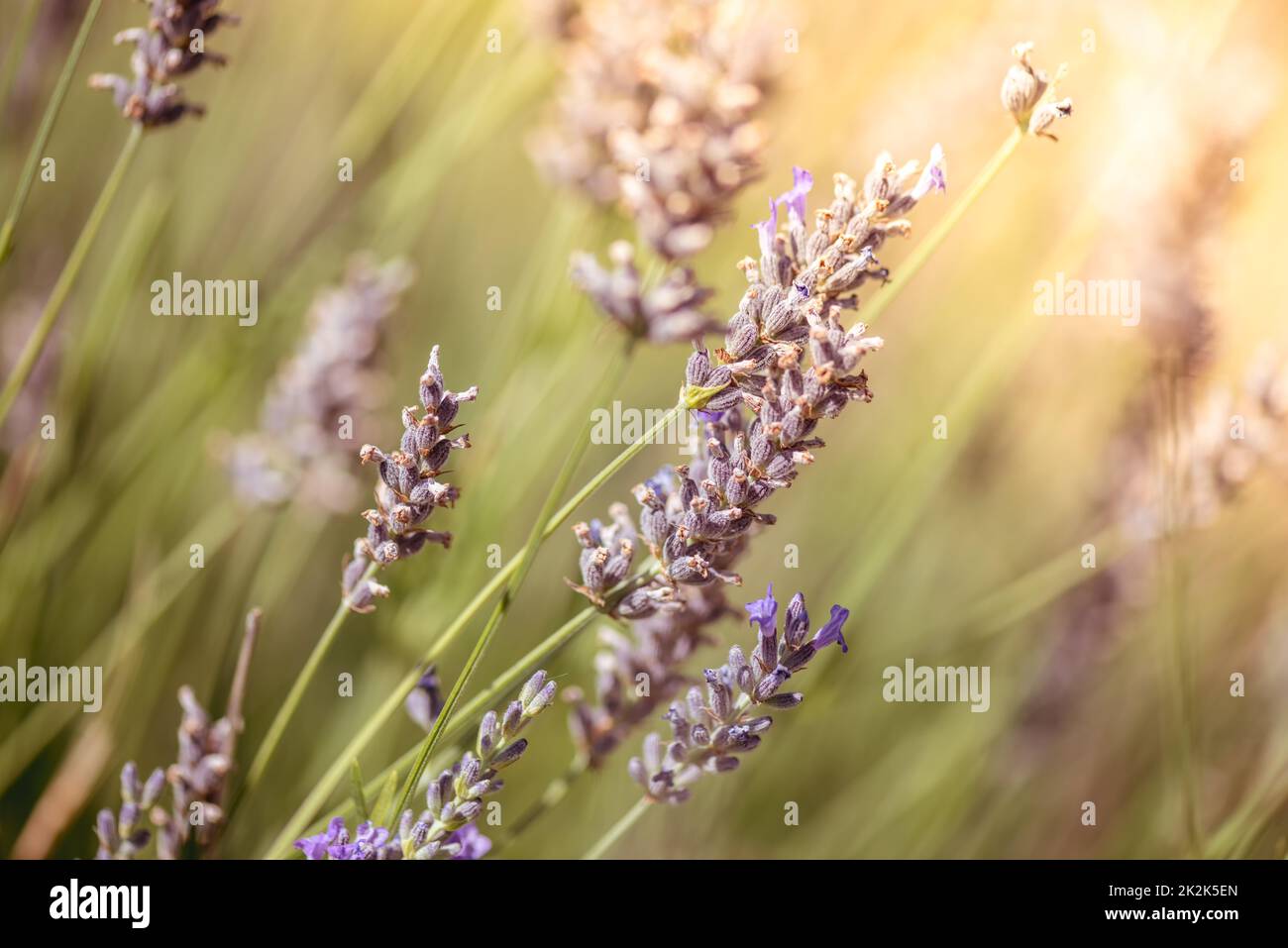 Lavender Flowers. Macro close-up. Color tone tuned Stock Photo