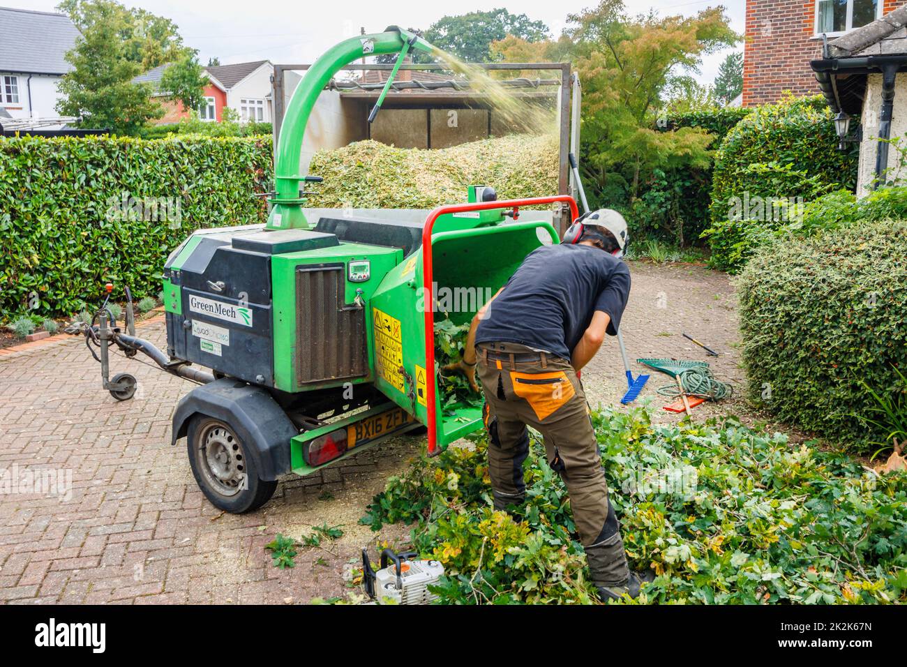 Loading commercial GreenMech Quadchip 160 woodchipper in operation in Surrey, south-east England disposing of trimmings from felling a garden oak tree Stock Photo