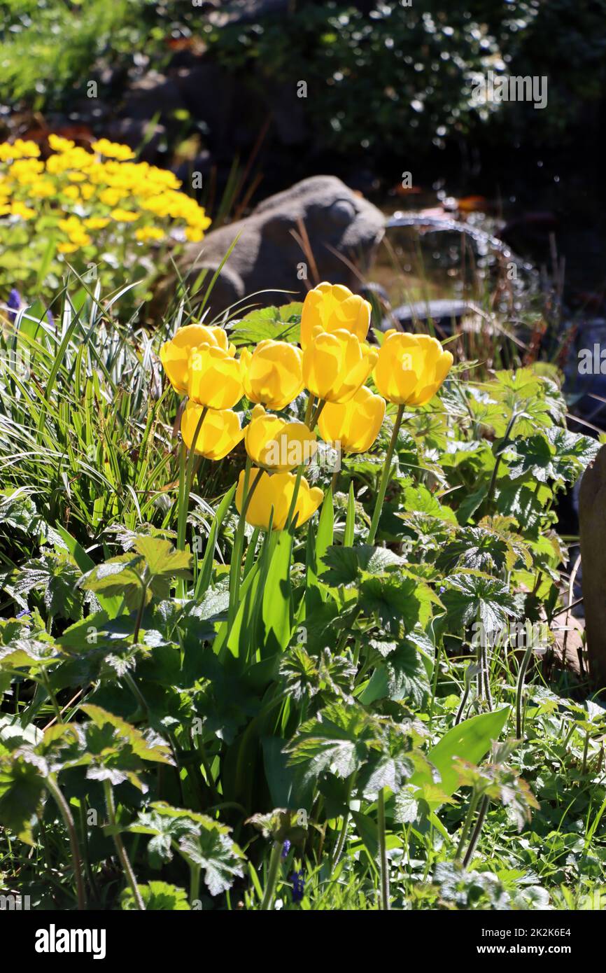 gelbe Tulpen im naturnahen Garten, im Hintergrung ein Wasser speiender Frosch aus Stein am Gartenteich Stock Photo