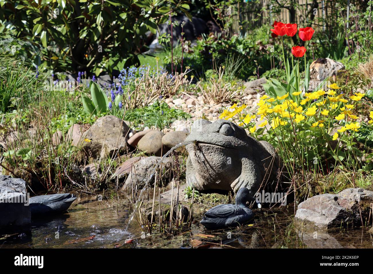 naturnaher Garten mit Wasser speindem Frosch am Gartenteich Stock Photo