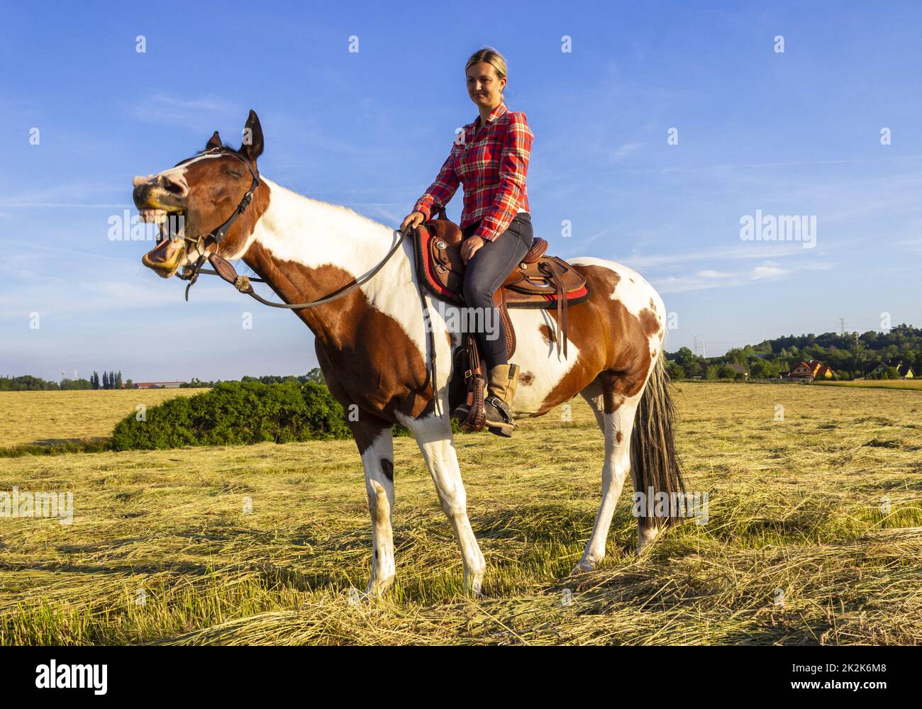 Laughing horse Stock Photo