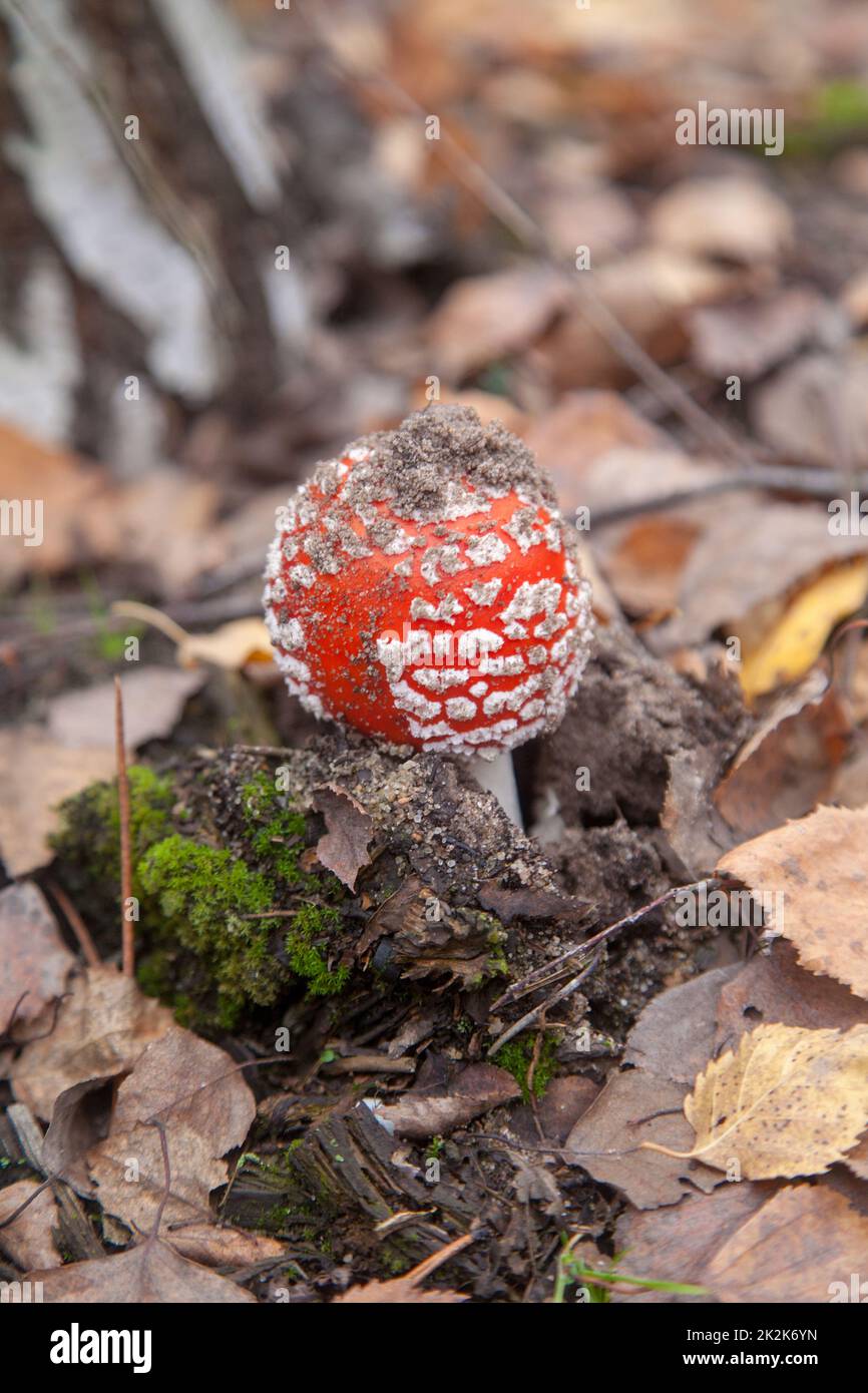 Wild Fly Agaric with red cup mushroom is beautiful mushroom but very toxic. The Fly Agaric or Fly Amanita (Amanita Muscaria) is now primarily famed fo Stock Photo