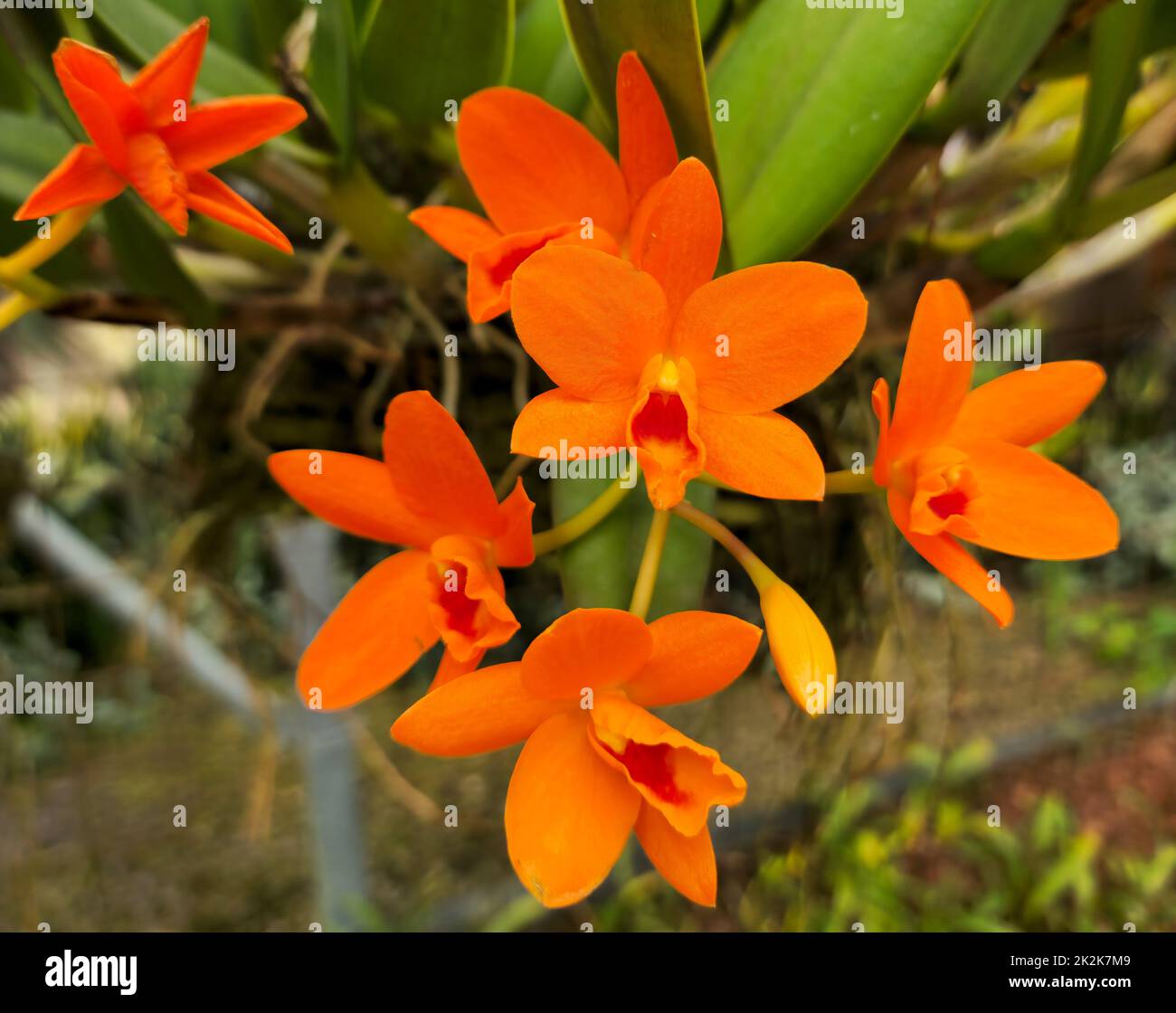 Orchidaceae Stock Photo