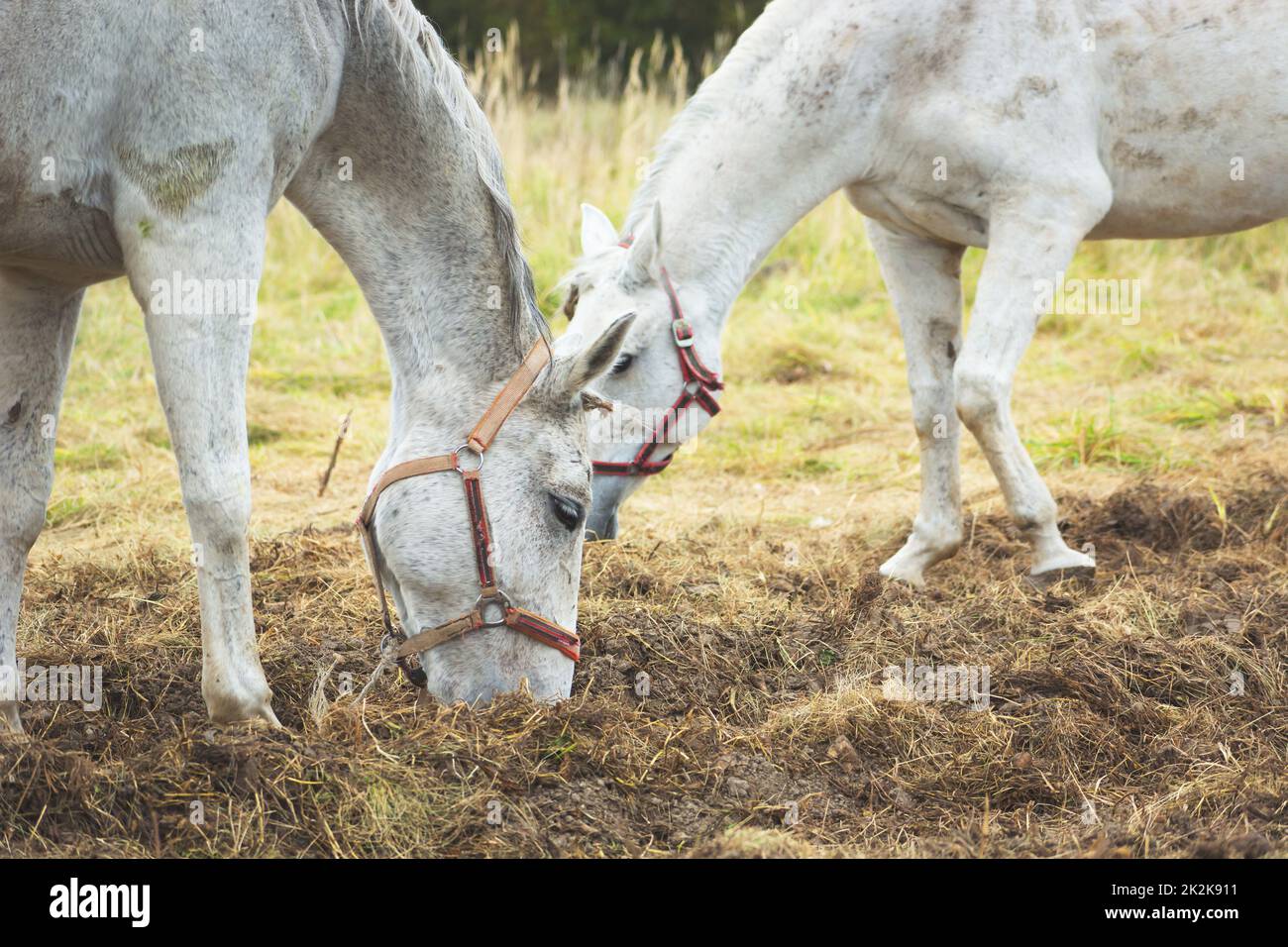Two white horses eating grass in the pasture Stock Photo - Alamy