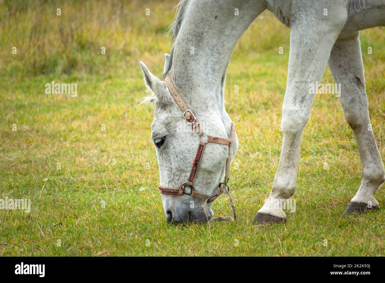 Leaning white horse eating grass in a pasture Stock Photo Alamy