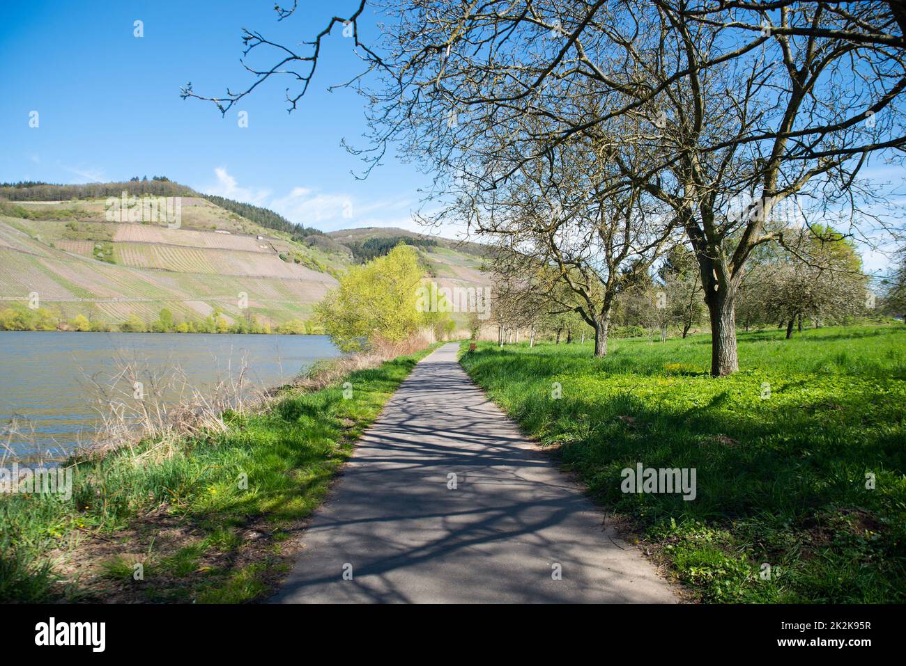 Landscape with the river Moselle and the vineyards close to Trier, rhine land palatine in Germany, way next to the riverbed Stock Photo