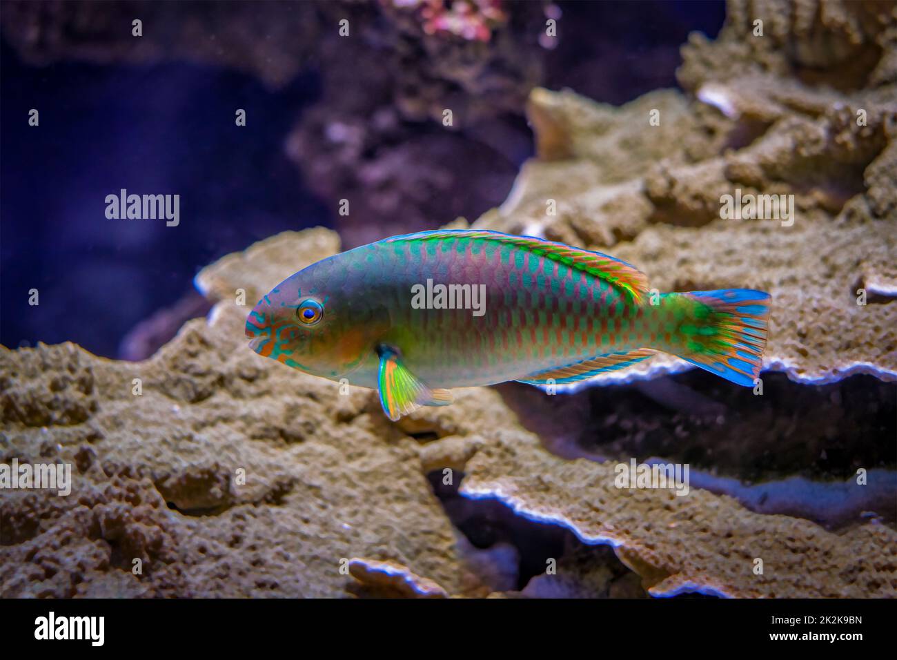 Scarus quoyifish Quoy's parrotfish underwater in sea Stock Photo