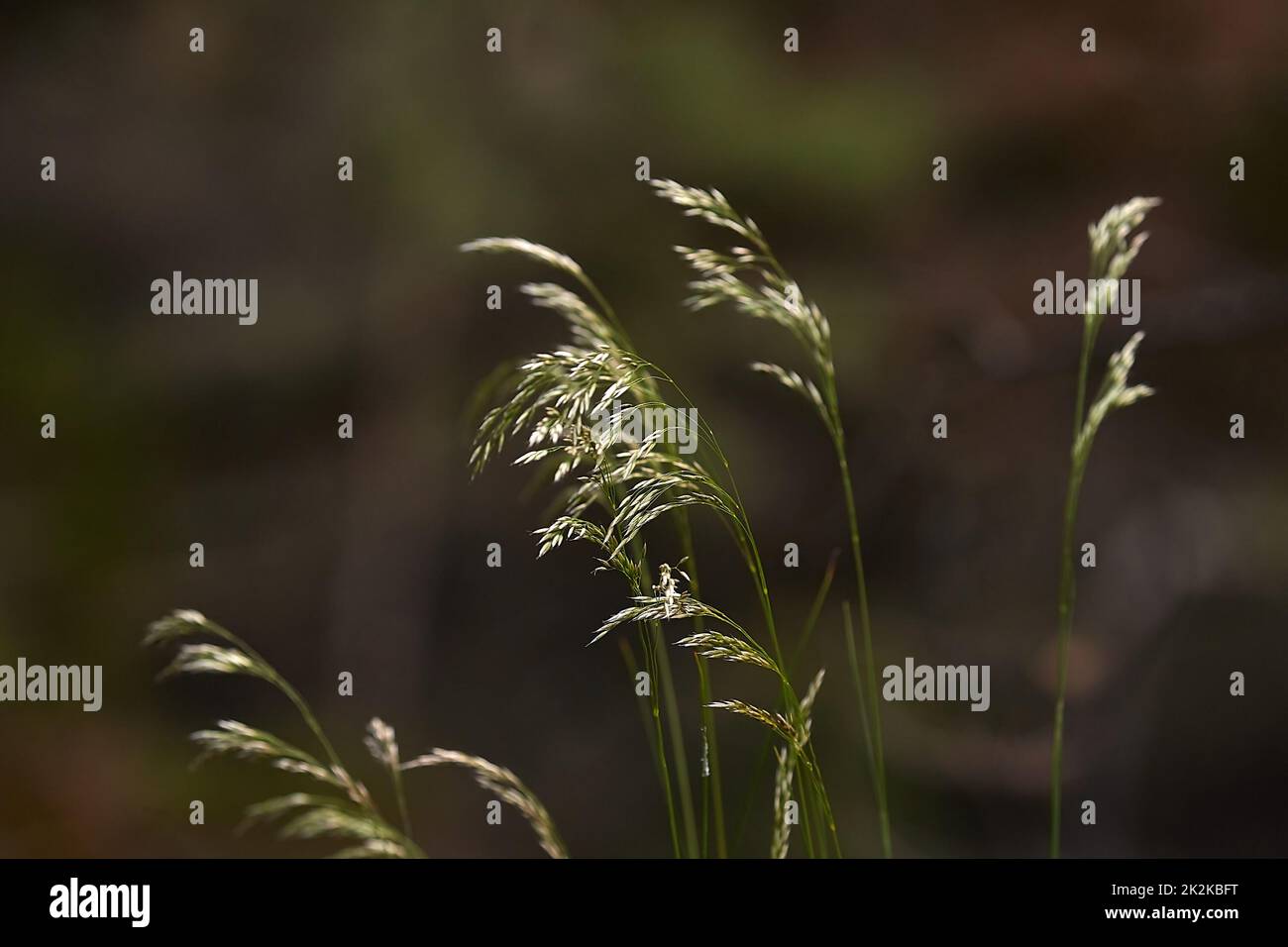 Grass plant closeup in summer Stock Photo