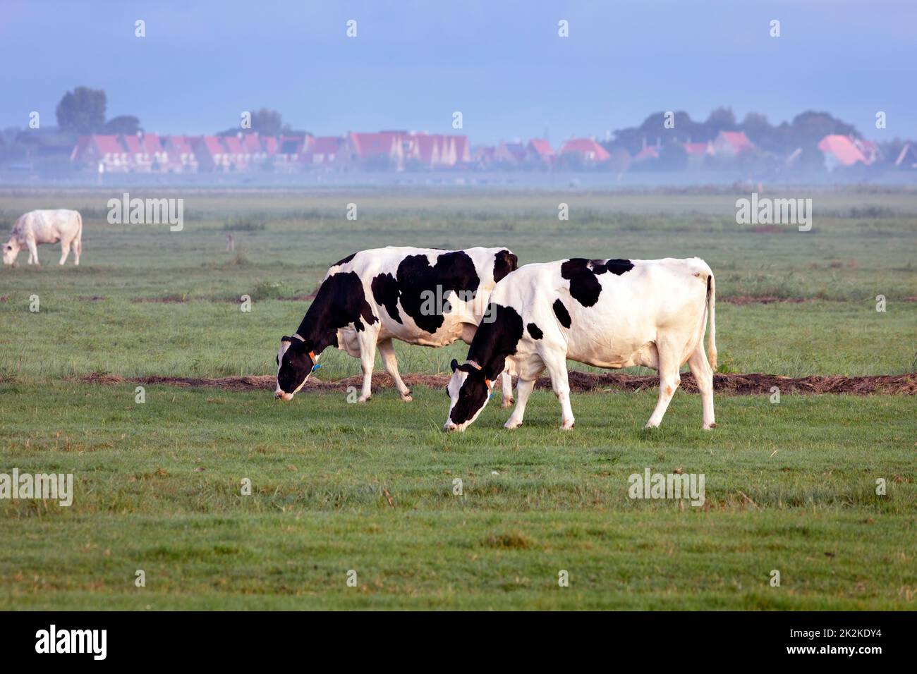 Cows grazing I the Netherlands with the village Maasland in municipality Midden-Delfland in the background Stock Photo
