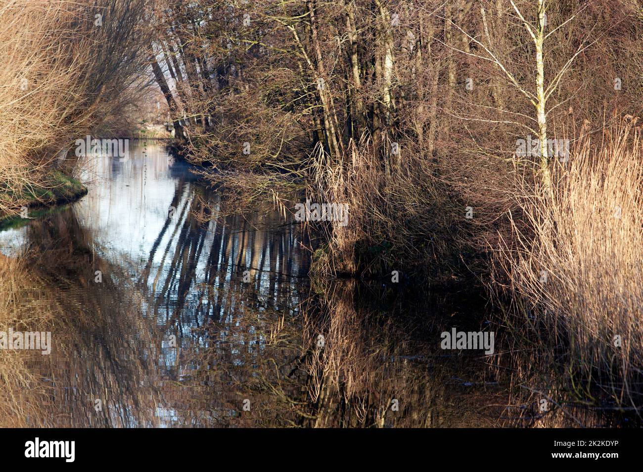 Vegetation along De Loet river in winter in the Netherlands Stock Photo