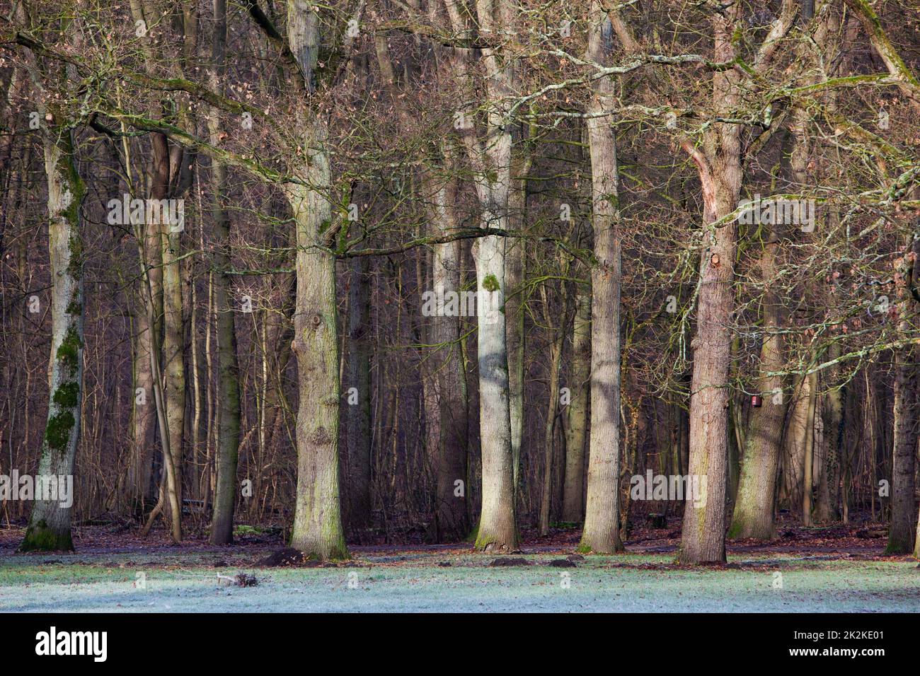 Forest edge with deciduous trees in winter in the Kralingse Bos in Rotterdam Stock Photo