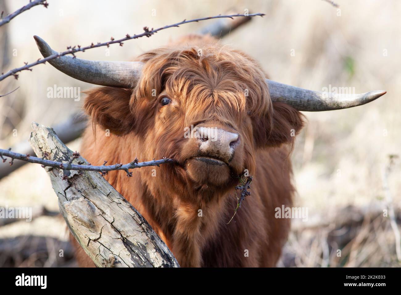 Cute  young Scottish highlander eating from a twig in Vlaardingen Broekpolder in the Netherlands Stock Photo