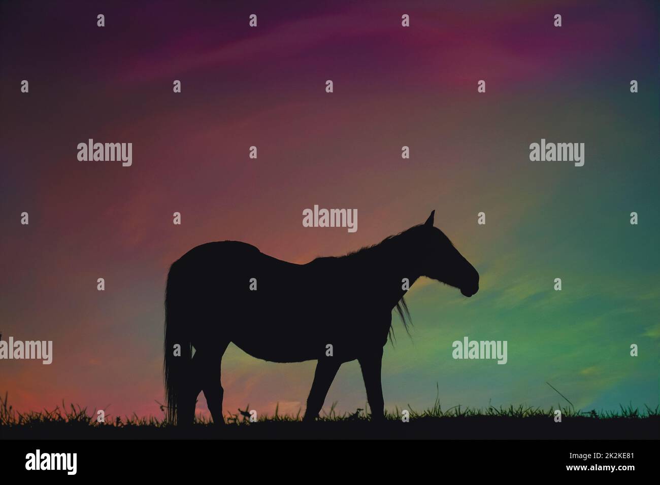 horse silhouette in the countryside and beautiful sunset background ...