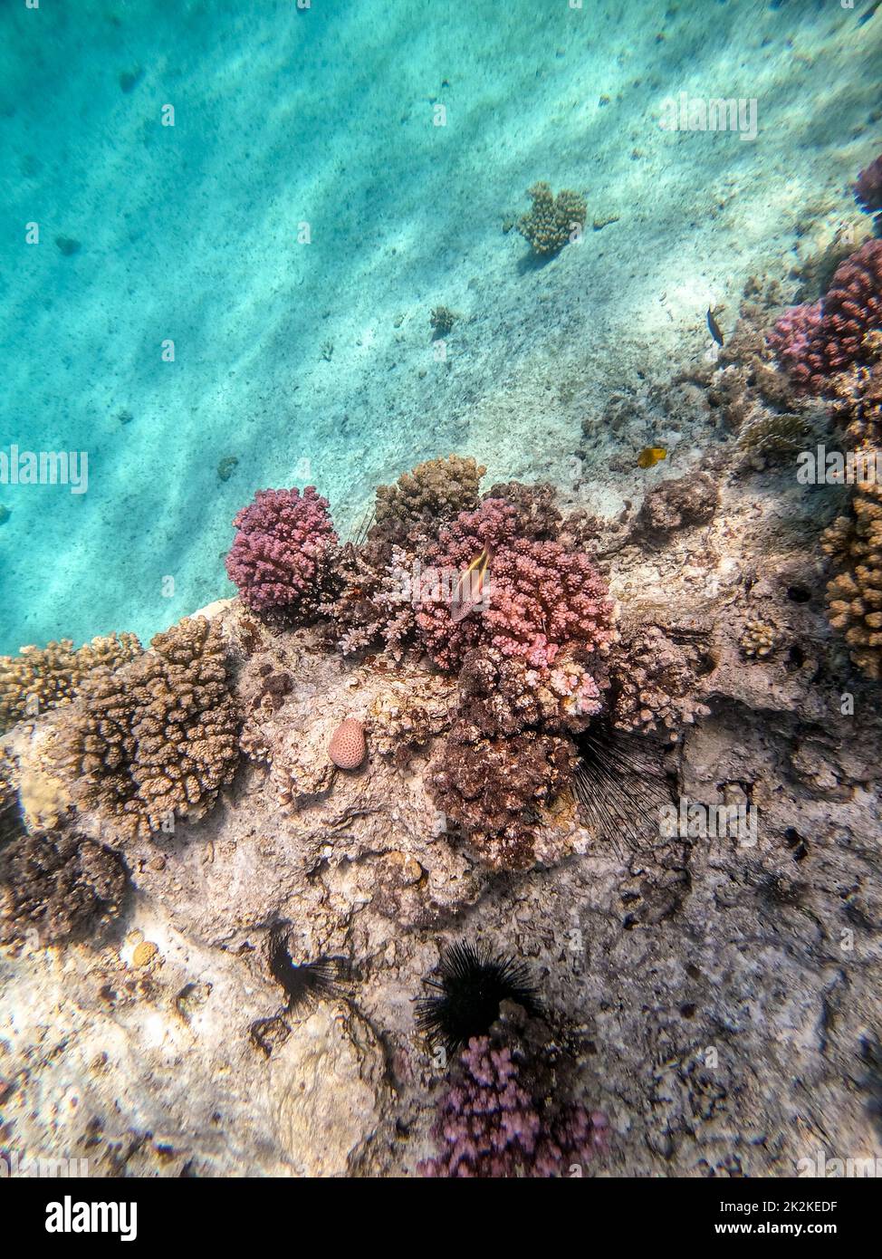 Underwater panoramic view of coral reef with tropical fish, seaweeds ...