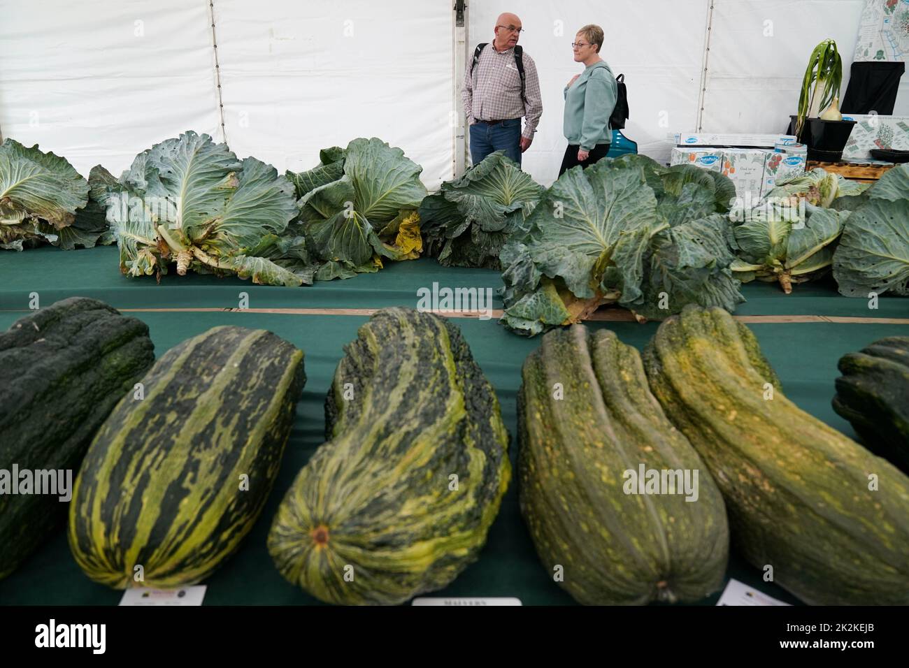 People observe the marrow and cabbage entries during the Canna UK Giant Vegetables Championship at the Malvern Autumn Show, Three Counties Showground, Malvern, Worcestershire. Picture date: Friday September 23, 2022. Stock Photo