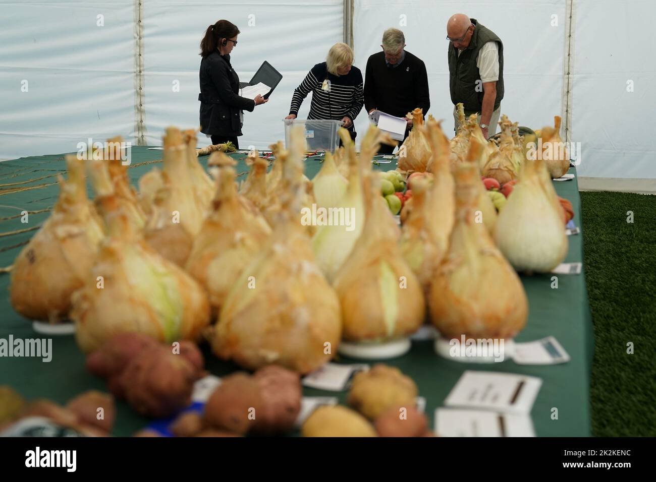 Judging takes place during the Canna UK Giant Vegetables Championship at the Malvern Autumn Show, Three Counties Showground, Malvern, Worcestershire. Picture date: Friday September 23, 2022. Stock Photo