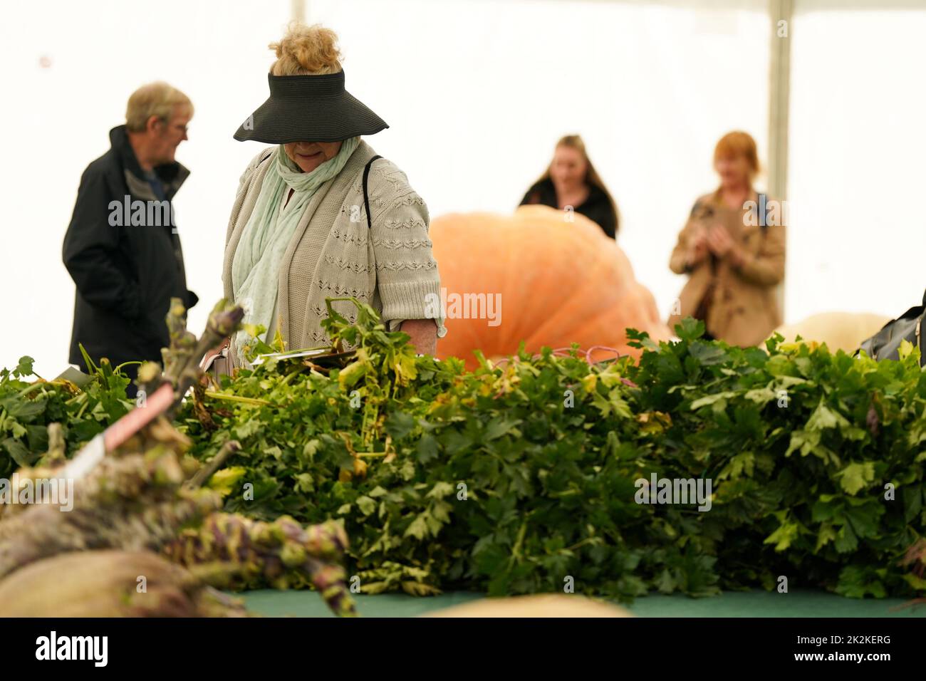 A woman observes the celery entries during the Canna UK Giant Vegetables Championship at the Malvern Autumn Show, Three Counties Showground, Malvern, Worcestershire. Picture date: Friday September 23, 2022. Stock Photo