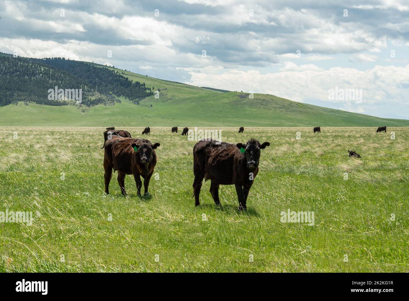 Montana Cattle Ranch roaming on green pasture Stock Photo - Alamy